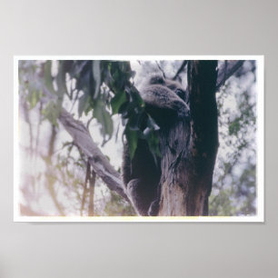 Póster Koala en un árbol