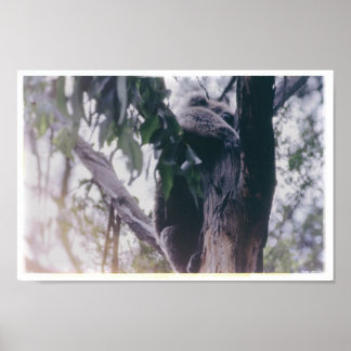 Póster Koala en un árbol