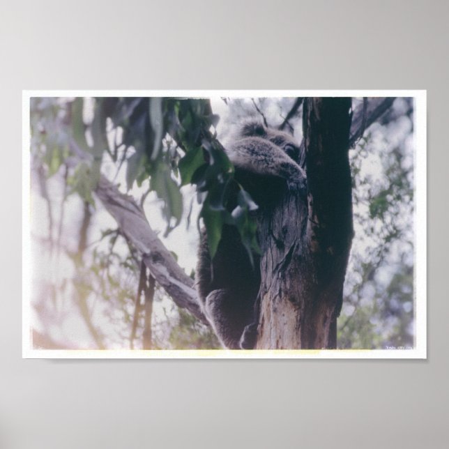 Póster Koala en un árbol (Frente)