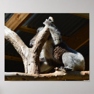 Póster Koala Llevó En Casa De Cubby, Poster