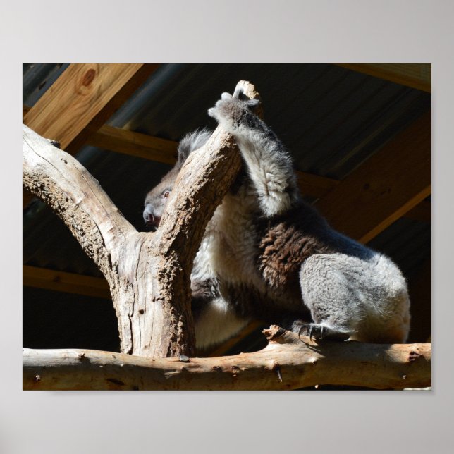 Póster Koala Llevó En Casa De Cubby, Poster (Frente)