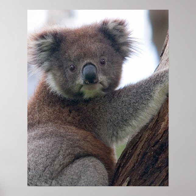 Póster Koala Oso Aussi Safari Paz Amor a la Naturaleza De (Frente)