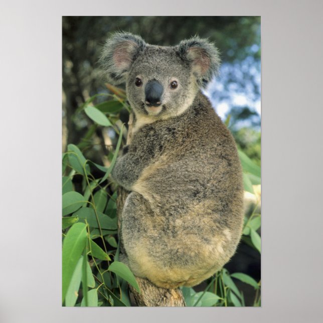 Póster Koala, Phascolarctos cinereus), en peligro, (Frente)
