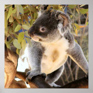 Póster Koala Poster
