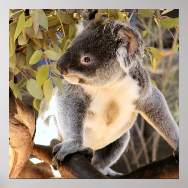 Póster Koala Poster (Frente)