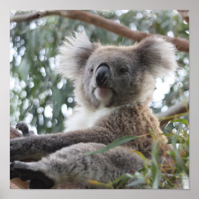 Póster Koala Poster (Frente)