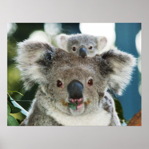 Póster Koala y Poster de Cuba