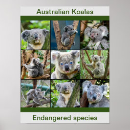 Póster Koalas australianas, especies en peligro de extinc