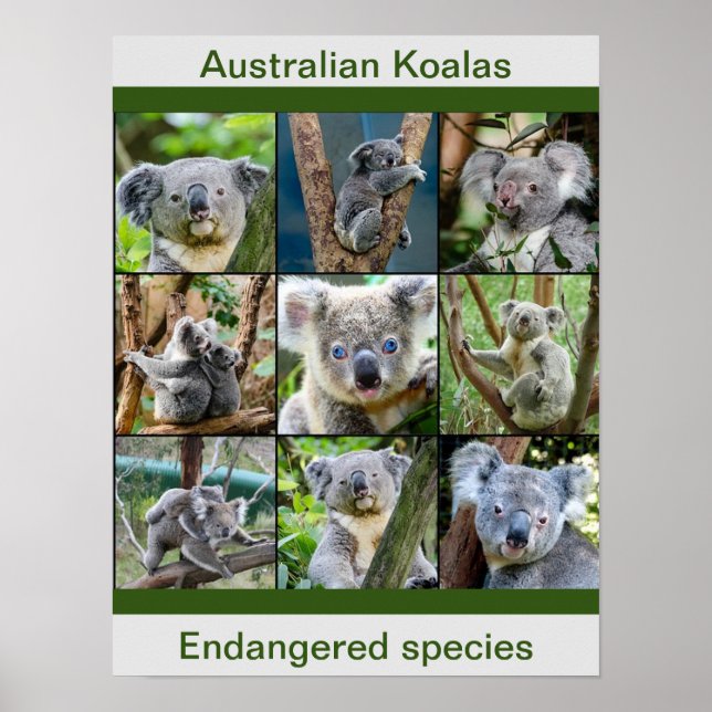Póster Koalas australianas, especies en peligro de extinc (Frente)
