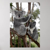 Koalas en los árboles