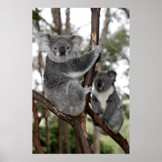 Póster Koalas en los árboles