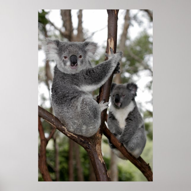 Póster Koalas en los árboles (Frente)