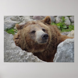 Póster Kodiak Bear