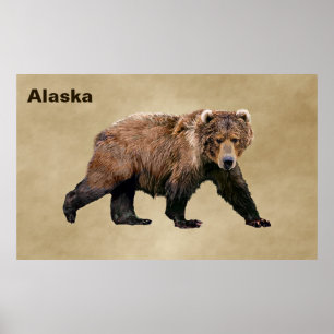 Póster Kodiak Bear