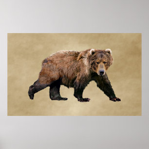 Póster Kodiak Bear