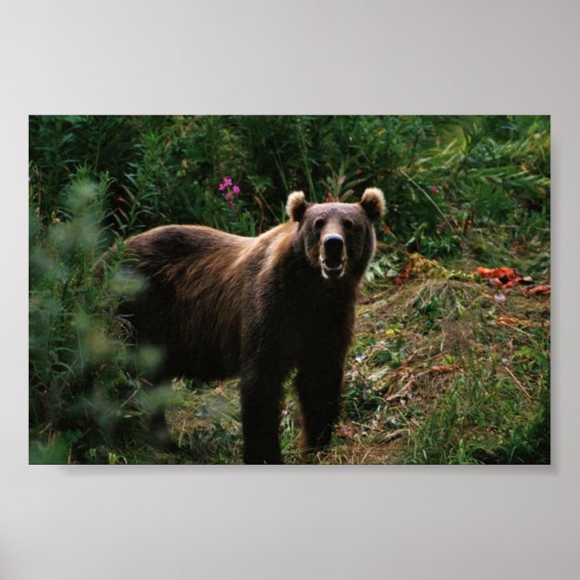 Póster Kodiak Brown Bear (Frente)