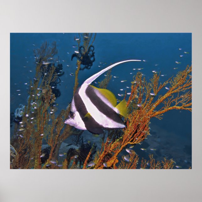 Póster Koh Lipe Bannerfish (Frente)