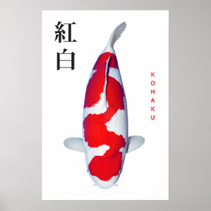 Póster Kohaku Koi Elegancia