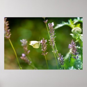Póster Kohlweißling auf Lavendel