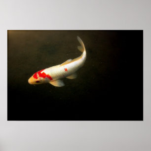 Póster Koi