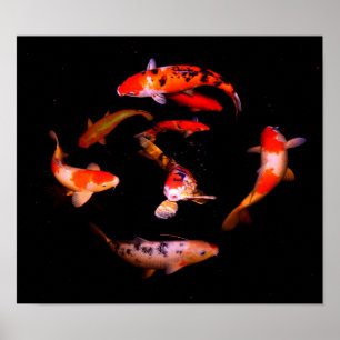 Póster Koi Fish