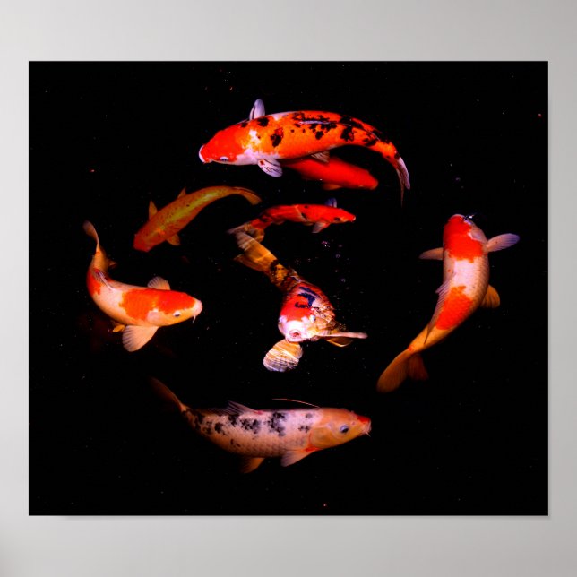 Póster Koi Fish (Frente)