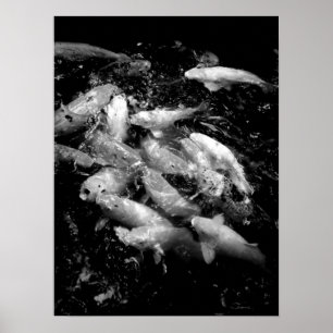 Póster Koi Fish en una fiesta de alimentación, Oahu B&W