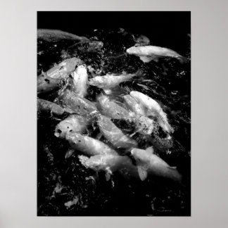 Póster Koi Fish en una fiesta de alimentación, Oahu B&W