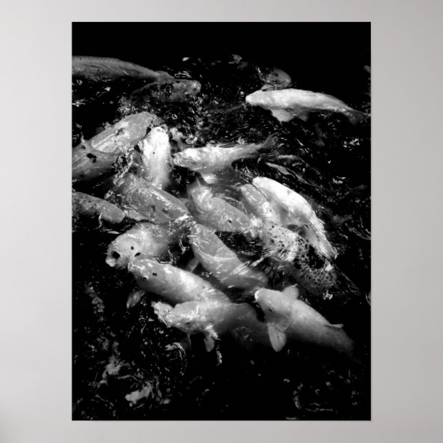 Póster Koi Fish en una fiesta de alimentación, Oahu B&W (Frente)