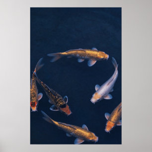 Póster Koi Fish in Deep Blue Water Zen Poster