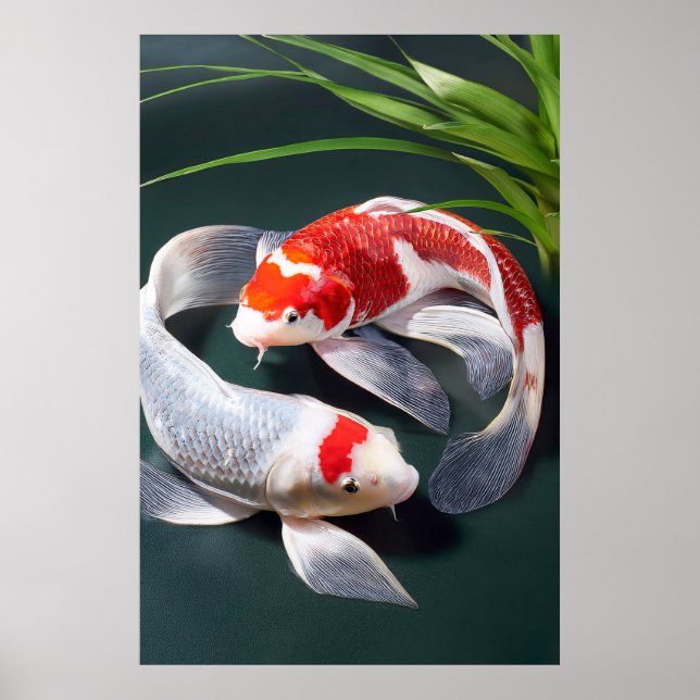 Póster Koi Fish Poster (Frente)