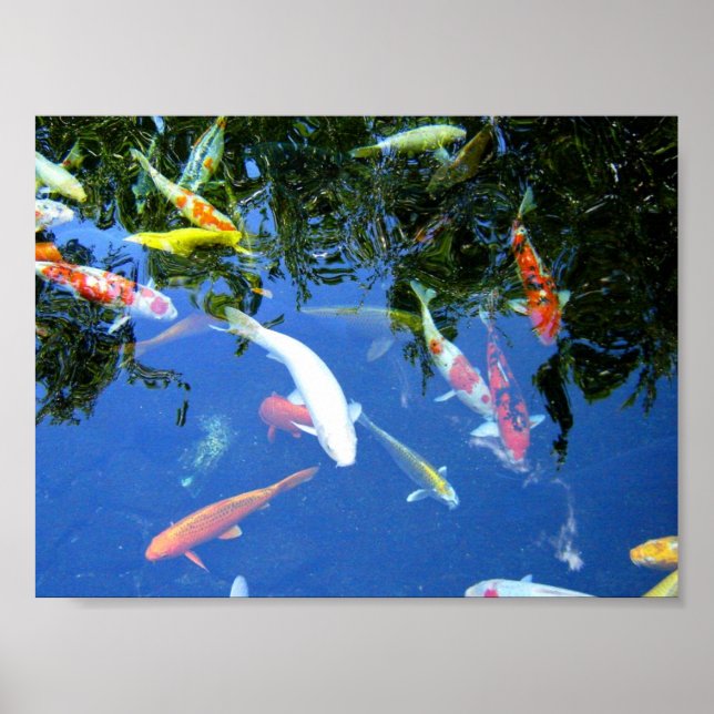 Póster Koi Poster (Frente)