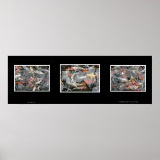 Póster Koi Triptych