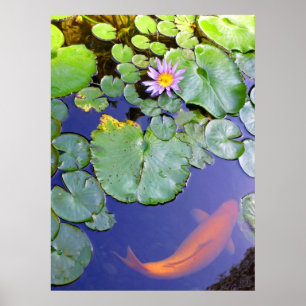 Póster Koi y Water Lily