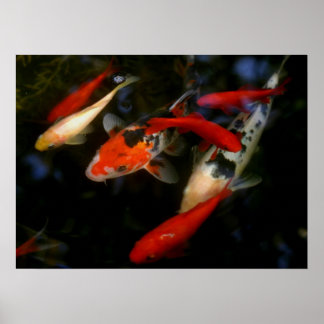 PÓSTER KOI ZEN