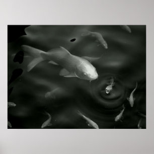 Póster kois mariposa