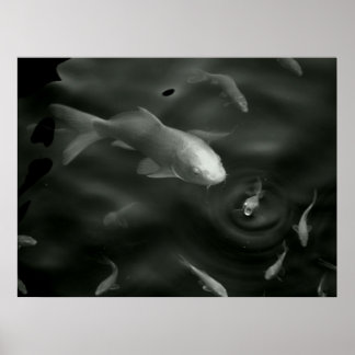 Póster kois mariposa