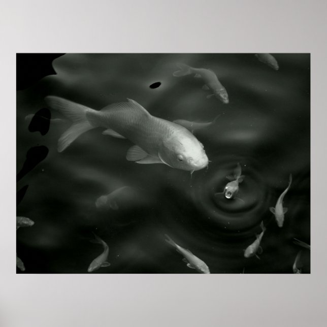 Póster kois mariposa (Frente)