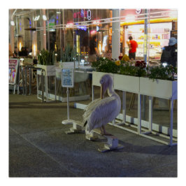 Póster Koko, el pelícano en el puerto de Paphos, Chipre