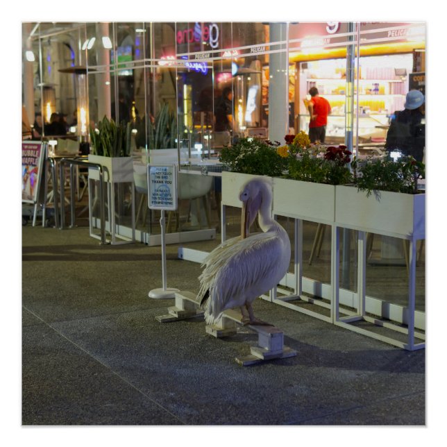 Póster Koko, el pelícano en el puerto de Paphos, Chipre (Anverso)