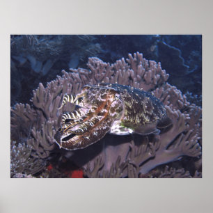 Póster Komodo Cuttlefish