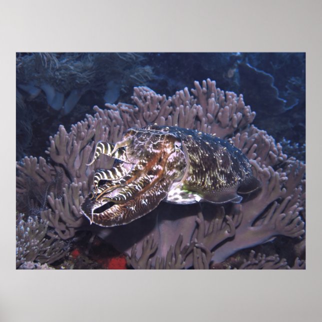 Póster Komodo Cuttlefish (Frente)
