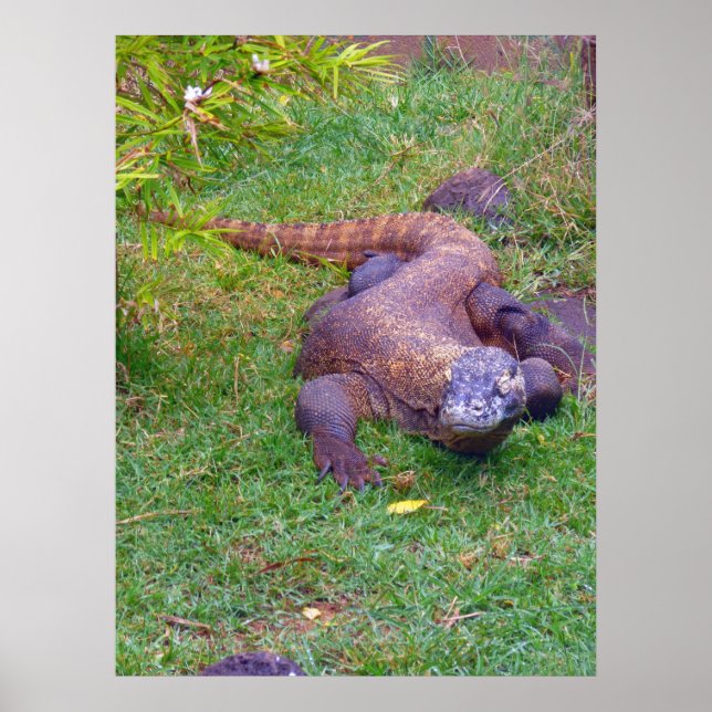 Póster Komodo Dragon (Frente)