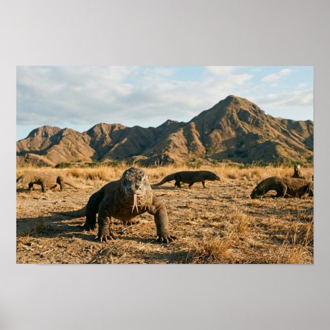Póster Komodo Dragon Indonesia National Park Wildlife Art (Frente)