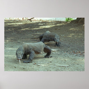 Póster Komodo Dragons