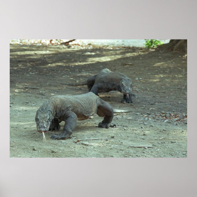 Póster Komodo Dragons (Frente)
