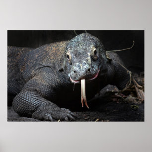 Póster komodo libélula