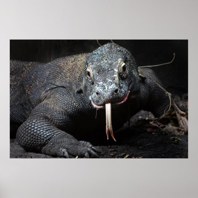 Póster komodo libélula (Frente)