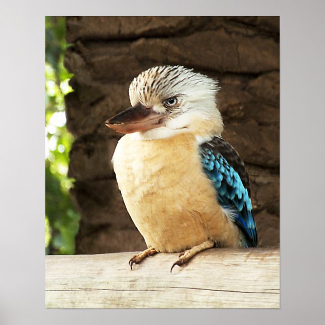 Póster Kookaburra (Frente)