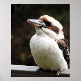 Póster Kookaburra
